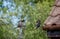 Composite shot of flying starling coming into land with worm in beak