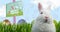 Composite video of easter eggs icons against easter bunny, green grass and easter eggs