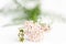 Composition of Achillea millefolium flower with tasty smell