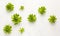 Composition of beautiful green succulent plants on light background. Top view, echeveria house plants