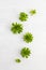 Composition of beautiful green succulent plants on light background. Top view, echeveria house plants