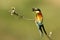 Composition of a bee-eater