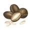 Composition with brown argan tree nut. seed, fruit, nut. Watercolor illustration isolated on a white background. body