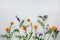 Composition of chamomile, calendula and wild peas Vicia on a light wooden background. copy space. Flat lay, top view