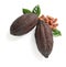 Composition with cocoa pods on white background