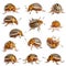 Composition of Colorado potato beetles