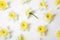 Composition with daffodils on white background. Fresh spring flowers