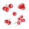 Composition of different bunch of red berries. Fresh juicy cranberries, currants, cowberries, rowan berry, holly berries.