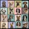 Composition of dogs against colored backgrounds