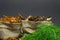 Composition of dry boletus and chanterelles mushrooms placed in canvas bags with dill and parsley broom in front of grey