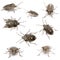 Composition of European stink bugs, Rhaphigaster