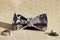 Composition: Extravagant bow tie and pebbles on a beige background.