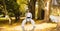 Composition of female martial karate artist with black belt practicing in park with copy space