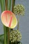 Composition flower, Anthurium (Anthurium Schott) and Garlic (Allium)