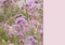 Composition of flowers in meadow with copy space on lilac background