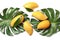 Composition with fresh mango fruits on white background