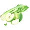 A composition with green apple and aromatic vegetable celery Watercolor illustration isolated on white For clip art menu