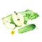 A composition with green apple, cucumber and celery. Watercolor illustration isolated on white. For clip art cards menu