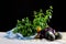 A composition of greens. Fresh colorful salads, mint, parsley and zucchinis on a black background. Bowl of salad leaves.