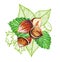 Composition with hazelnuts and leaves. Hand drawn watercolor and outline graphic illustration