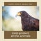 Composition of help protect all the animals happy world animal day text over hawk