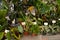 Composition of home flowers garden on balcony. Decorative green plants in pots. Home garden concept. Plants love, urban jungle. Di