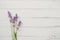 Composition of lavender on white wooden background. Fresh summer flowers. Free space