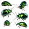 Composition of Leaf beetles, Chrysomelinae