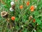 A composition on a meadow made up of blackened poppies, red poppy petals and snails