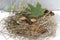 composition, mushrooms Xerocomus in the hay with cones,