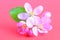 Composition of pink flowers of apple tree close-up, blank for labels for natural products. Pink background, isolate