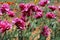 Composition of pink tulips in the garden. Peony purple tulip on a green background. Tulip with streaks on leaves.