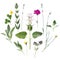 Composition of plants and flowers on a white background. Medicinal spicy aromatic herbs. Flat lay, top view