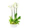 Composition of plants in a white low pot of white flowering orchids, ripe seeds of inflorescences of lotus, dracaena and moss.