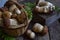 Composition of porcini in the basket on wooden background. White edible wild mushrooms. Copy space for your text