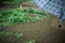 Composition of puddle, wet grass and metal manhole with umbrela in foreground during heavy rain. Bad weather concept.