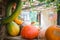 Composition of pumpkin squash and melon on natural background