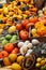 Composition of pumpkins and summer and winter squashes