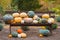 Composition with pumpkins on wooden bench, many different multicolor pumpkins on ground, lawn. Original photo, daylight