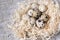 Composition of quail eggs in a nest of dry grass or Wheat, oats, millet. with free space for text advertising of food or