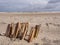 Composition of razor clams on beach