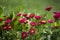 Composition of red daisies on green leaves background