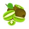 Composition of several kiwi. Ripe vector kiwifruits whole and slice appetizing looking. Group of tasty fruits colorful