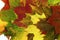 Composition of several maple leaves of different colors. Close-up.