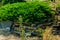 Composition of stones on the background of a sprawling tree with different shades of green