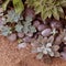 Composition of succulents against the background of sand. Succulents echeveria top view. Succulents planted in the