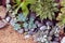 Composition of succulents against the background of sand. Succulents echeveria top view. Succulents planted in the