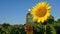 Composition with sunflower oil on a background of blue sky. Plastic bottles with sunflower oil