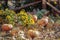 Composition with sunflowers, pumpkins and watermelons over a ground of dry leafs