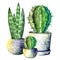 The composition of the three cacti in pots. Isolate on white background. Watercolor hand drawn illustration